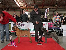honden fokkers en hond foto's