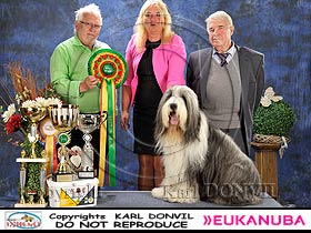 dogs breeders dog pictures